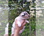 Small Photo #1 Australian Shepherd Puppy For Sale in COEUR D ALENE, ID, USA