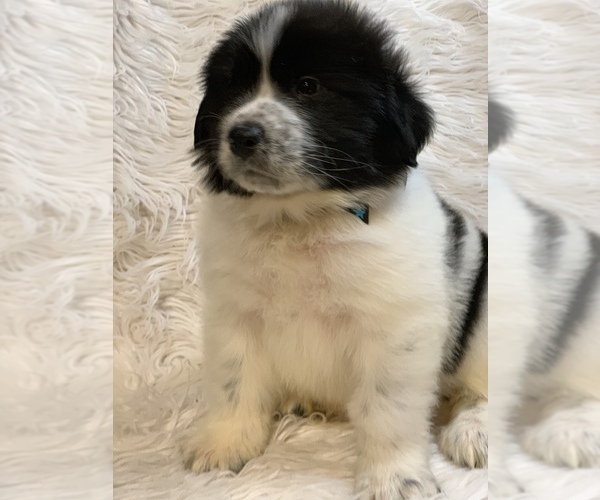 View Ad: Great Pyrenees-Newfoundland Mix Litter of Puppies for Sale ...
