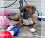 Puppy Puppy 3Dixie Boxer