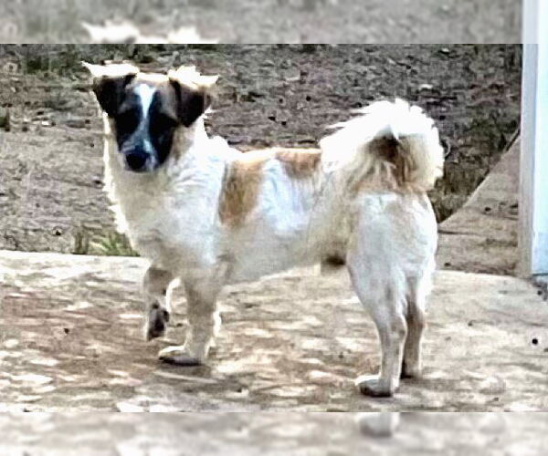 Medium Photo #5 Maltese-Unknown Mix Puppy For Sale in La Verne, CA, USA