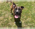 Small #1 Staffordshire Bull Terrier