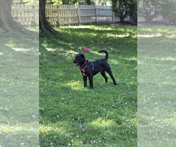 Medium Photo #3 Labrador Retriever-Unknown Mix Puppy For Sale in Hillsboro, MO, USA