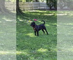 Small #2 Labrador Retriever Mix