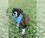 Small Photo #4 Boxer Puppy For Sale in ELDON, MO, USA