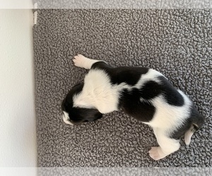Basset Hound Puppy for Sale in LAFAYETTE, Colorado USA
