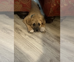 Pyrenean Mastiff Puppy for sale in HENDERSONVLLE, NC, USA