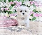 Small Photo #54 Maltese Puppy For Sale in HAYWARD, CA, USA