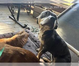 American Pit Bull Terrier Dogs for adoption in Ocala, FL, USA