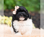 Small #2 Goldendoodle (Miniature)