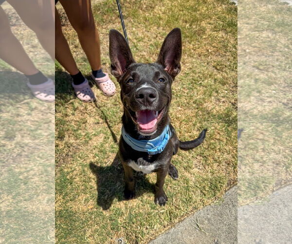 Medium Photo #5 Labrador Retriever-Unknown Mix Puppy For Sale in San Diego, CA, USA