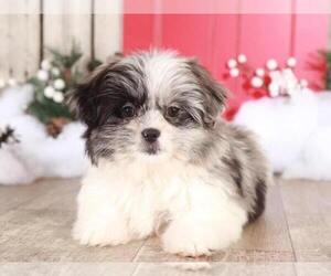 Shih Tzu Puppy for sale in MOUNT VERNON, OH, USA