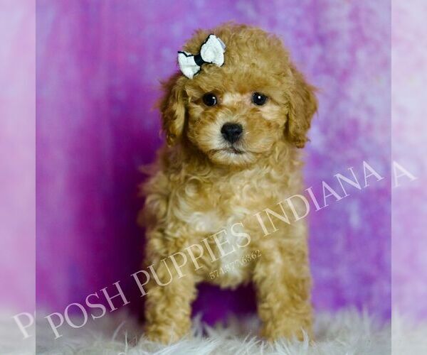 Medium Photo #107 Poodle (Miniature) Puppy For Sale in WARSAW, IN, USA
