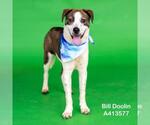 Small #3 Carolina Dog Mix