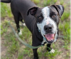 CHAPLIN - Male American Pit Bull Terrier Dog for Adoption - Photo #4