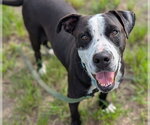 Small #3 American Pit Bull Terrier