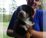 Small Photo #1 Greater Swiss Mountain Dog Puppy For Sale in CLINTON, AR, USA