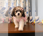 Litter of 3 - Male(s) and Female(s) Cockapoo (Miniature)Litter of Puppies for Sale - Photo #24