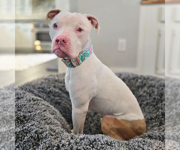 Medium Photo #3 American Staffordshire Terrier Puppy For Sale in Westminster, MA, USA