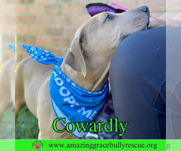 Medium Photo #13 Bulldog-Labrador Retriever Mix Puppy For Sale in Pensacola, FL, USA