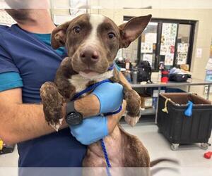 American Pit Bull Terrier-Pointer Mix Dogs for adoption in Waco, TX, USA