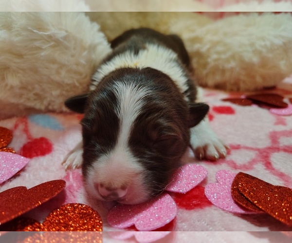 Medium Photo #5 Border Collie Puppy For Sale in NORBORNE, MO, USA