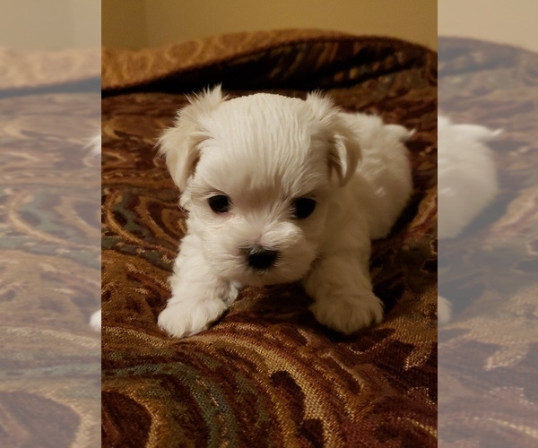 Medium Photo #9 Maltese Puppy For Sale in OPELIKA, AL, USA