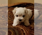 Small Photo #9 Maltese Puppy For Sale in OPELIKA, AL, USA