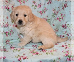 English Cream Golden Retriever Puppy for Sale in BLOOMINGTON, Indiana USA
