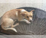 Small #4 Chihuahua Mix