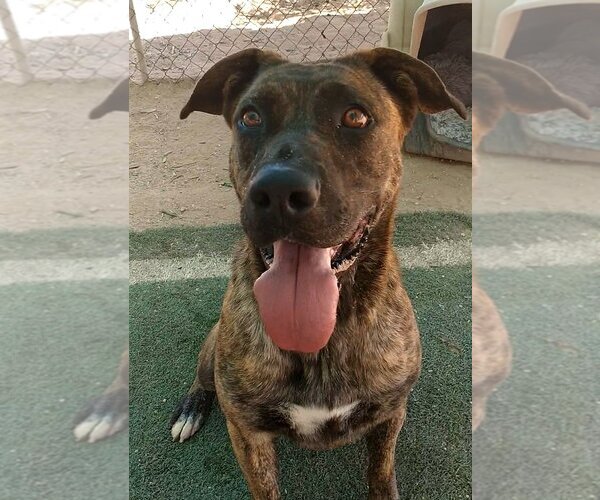 Medium Photo #15 Mastiff-Unknown Mix Puppy For Sale in Apple Valley, CA, USA