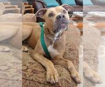 Small #1 American Pit Bull Terrier Mix