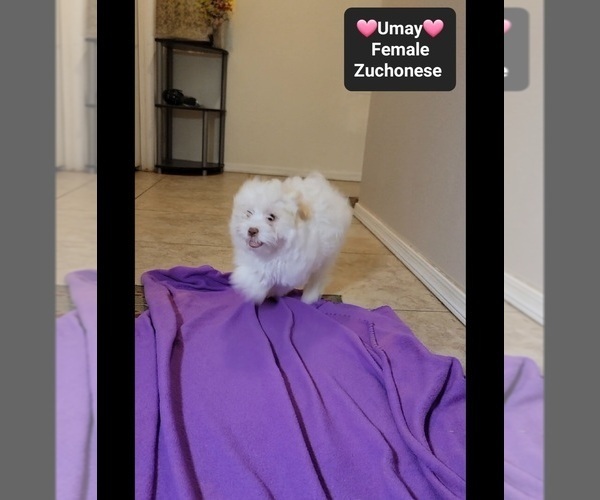Medium Photo #2 Havanese-Zuchon Mix Puppy For Sale in TUCSON, AZ, USA