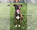 Small #2 Labrador Retriever-Plott Hound Mix