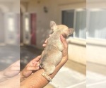 Small Photo #113 French Bulldog Puppy For Sale in ORLANDO, FL, USA