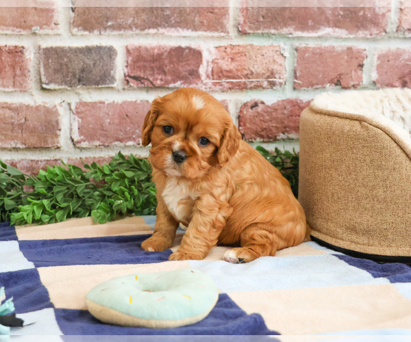 Medium Photo #1 Cavalier King Charles Spaniel Puppy For Sale in SYRACUSE, IN, USA