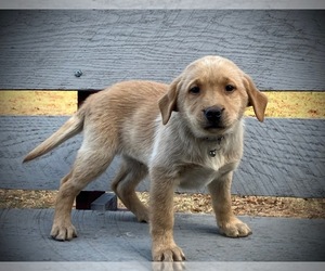 Labrador Retriever Puppy for sale in AUGUSTA, WI, USA