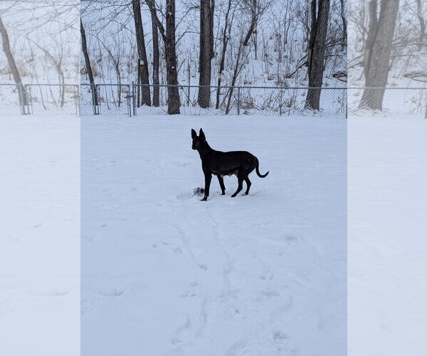 Medium Photo #12 Mutt Puppy For Sale in Minneapolis, MN, USA