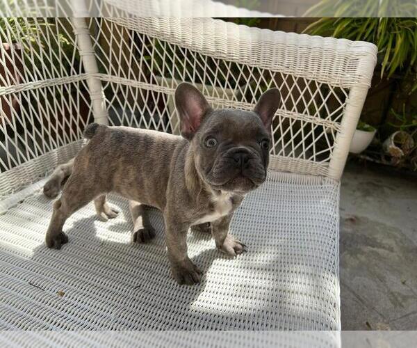 Full screen Photo #19 French Bulldog Puppy For Sale in BALDWIN PARK, CA, USA