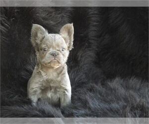 Medium French Bulldog