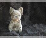 Puppy Puppy 8 French Bulldog