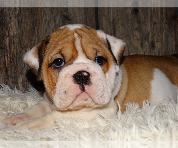 Medium Photo #28 English Bulldog Puppy For Sale in VERONA, MO, USA