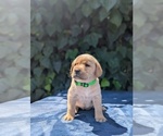 Puppy Lime Collar Labrador Retriever