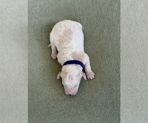 Goldendoodle mix (+ Poodle Standard) Puppy for sale in MAYNARDVILLE, TN, USA