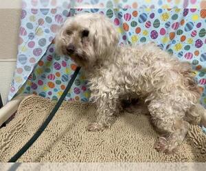 Poodle (Miniature) Dogs for adoption in Modesto, CA, USA