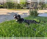 Small #2 American Bulldog Mix