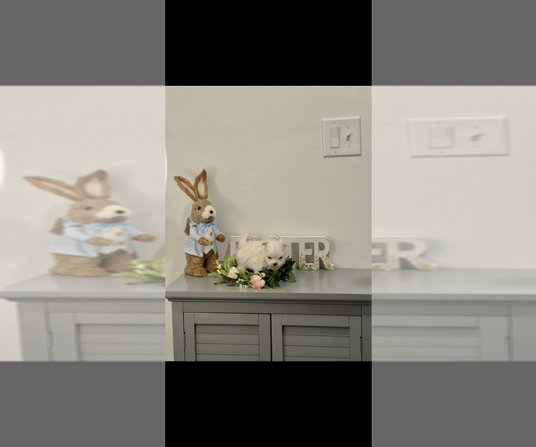 Medium Photo #3 Maltese Puppy For Sale in NILES, MI, USA