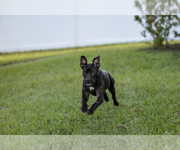 Medium Photo #6 Mutt Puppy For Sale in  Gainesville, FL, USA