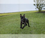 Small Photo #6 Mutt Puppy For Sale in  Gainesville, FL, USA