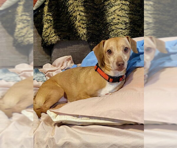 Medium Photo #1 Dachshund Puppy For Sale in Tampa, FL, USA
