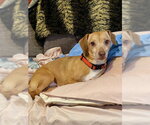 Small Dachshund